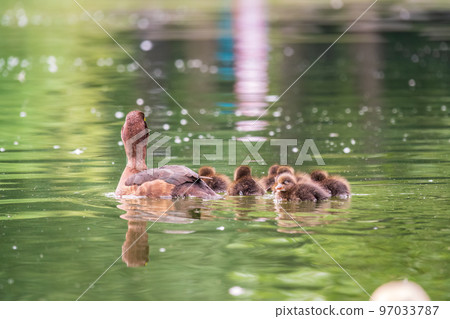 Female Tufted duck swims with her ducklings in green lake 97033787