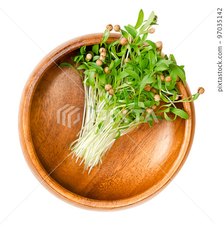 Cilantro microgreens in a wooden bowl. Fresh, ready to eat, green coriander seedlings, partly still with the seed coats on the tips. Coriandrum sativum, a herb, also called Chinese parsley or dhania. Cilantro microgreens in a wooden bowl. Fresh, ready to eat, green coriander seedlings, partly still with the seed coats on the tips. Coriandrum sativum, a herb, also called Chinese parsley or dhania. 97035142