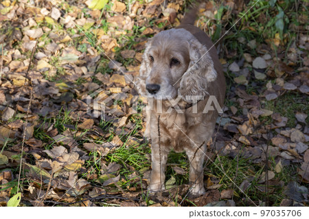 Dog Cocker Spaniel on the autumn lawn. 97035706