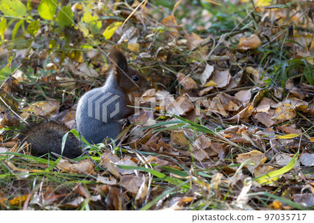 A brown squirrel eats nuts among fallen autumn leaves. A brown squirrel eats nuts among fallen autumn leaves. 97035717