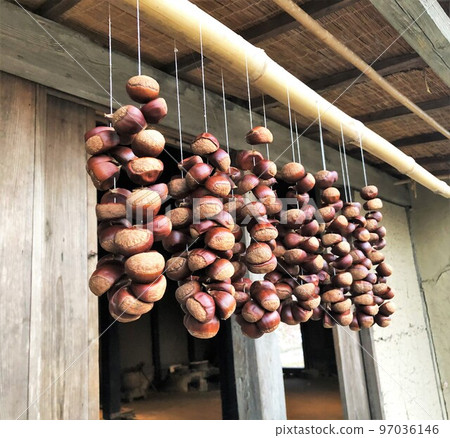 Dried chestnuts hanging under the eaves of an old house in Tohoku 97036146