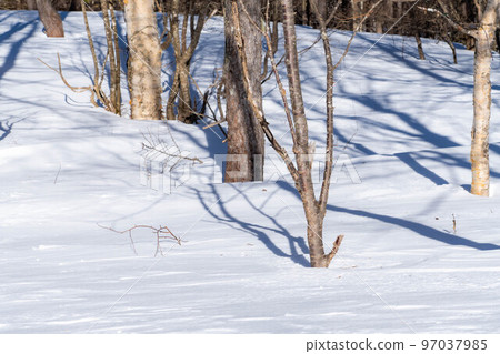 [Snow mountain material] Betula buried in snow [Nagano Prefecture] 97037985
