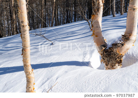 [雪山素材]雪中埋藏的樺樹[長野縣] 97037987