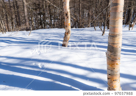 [雪山素材]雪中埋藏的樺樹[長野縣] 97037988