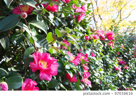 Sasanqua pink flowers [green background] 97038616