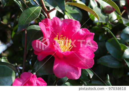 Sasanqua pink flowers [green background] 97038618