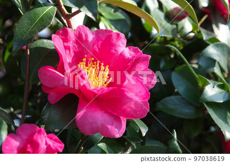 Sasanqua pink flowers [green background] 97038619