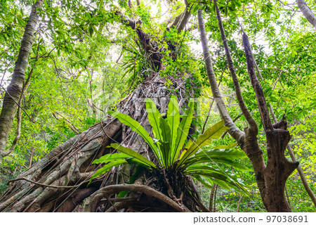 大谷渡世界自然遺產屋久島（春季） 97038691