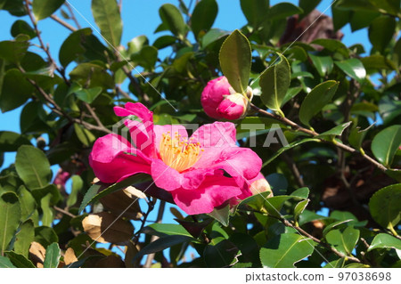 Sasanqua pink flowers [green background] 97038698