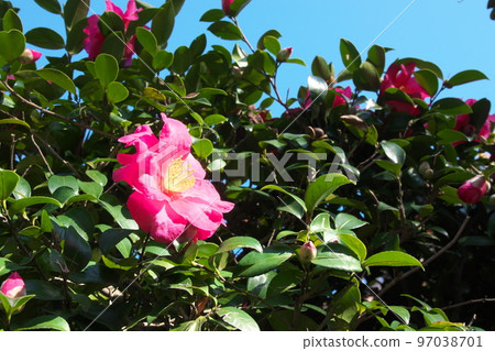 Sasanqua pink flowers [green background] 97038701