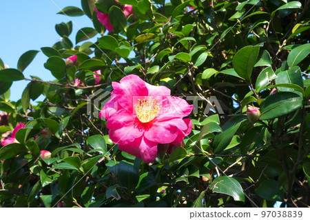 Sasanqua粉紅色的花朵[綠色背景] 97038839