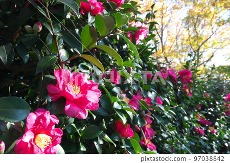 Sasanqua粉紅色的花朵[綠色背景] 97038842