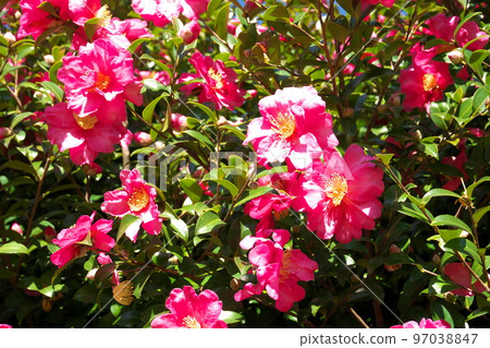 Sasanqua pink flowers [green background] 97038847