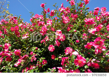 Sasanqua粉紅色的花朵[綠色背景] 97038850