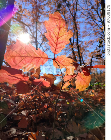 Red oak leaves on background of young oak sprouts with brown leaves, trees and blue sky brightly lit by sun and swaying in wind on sunny autumn day in forest. Backdrop. Natural environment background 97039179