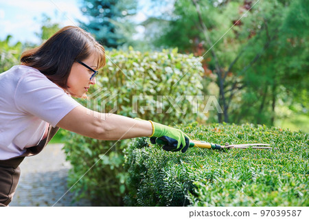 Woman gardener in apron trims decorative bushes with garden scissors 97039587