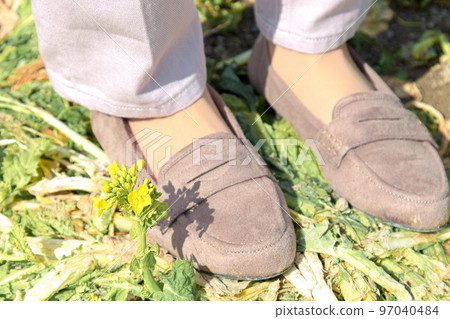 Cute rape blossoms blooming at your feet 97040484