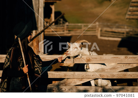 A young beautiful woman feeds a goat behind a fence 97041081