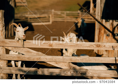 Curious goat in wooden corral looking at the camera 97041084