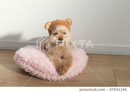Bear toy poodle 97041346