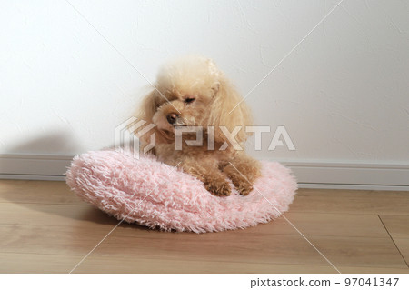 不喜歡玩具貴賓犬 97041347