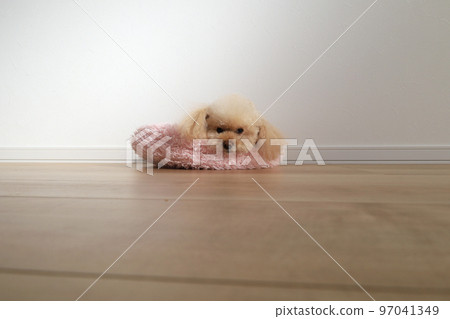 地暖取暖的玩具貴賓犬 97041349