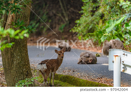Yakushima World Heritage Site (Spring) - Yakushima deer and macaques relaxing 97042004