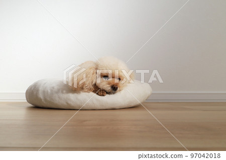 Mattari玩具貴賓犬 97042018