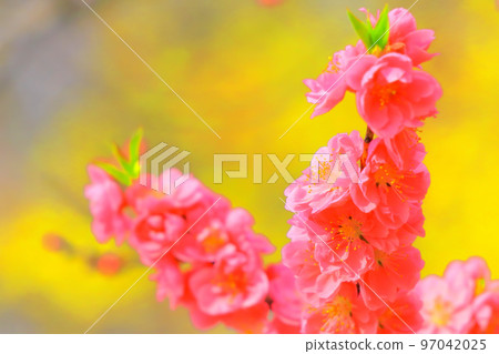 美麗的粉紅色桃花 97042025