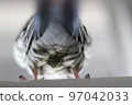 cockatiel ass 97042033