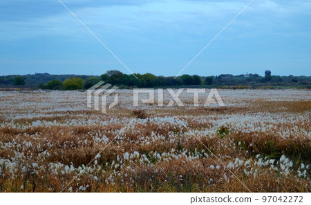 A riverbed covered with pampas grass Autumn scenery A riverbed covered with pampas grass Autumn scenery 97042272