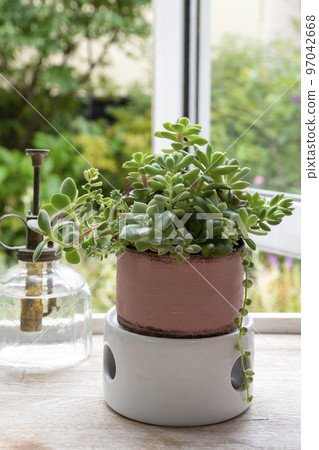 在窗台上群植多肉植物 97042668