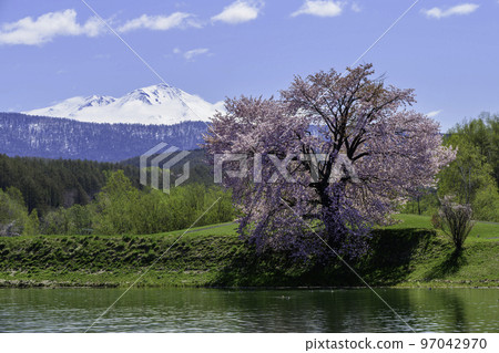 北海道一本櫻東川町 北海道一本櫻東川町 97042970