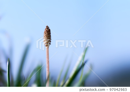 A single horsetail with a blue sky background A single horsetail with a blue sky background 97042983