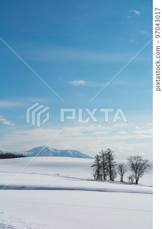 站在雪原上的落葉松和雪山 97043017