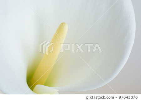 White calla lilies on white background White calla lilies on white background 97043070