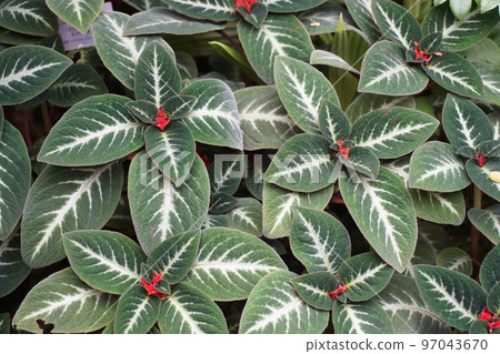 京都植物園的鳳仙花 97043670