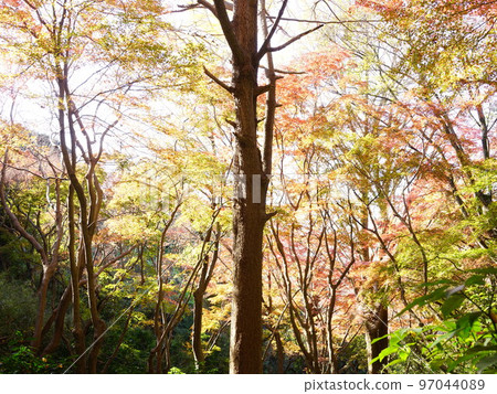 Kamakura Shishimai's autumn leaves Fairy forest colored Kamakura Shishimai's autumn leaves Fairy forest colored 97044089