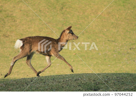A running fawn in Nara Park A running fawn in Nara Park 97044252