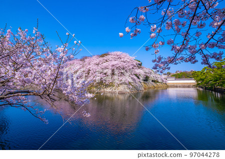 Sotobori of Hikone Castle in spring 97044278