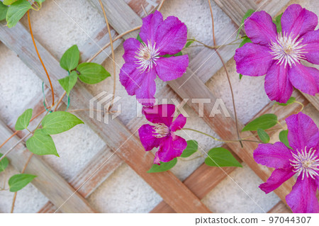 Clematis flower 97044307