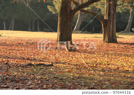 A fawn sitting on a carpet of fallen leaves A fawn sitting on a carpet of fallen leaves 97044316