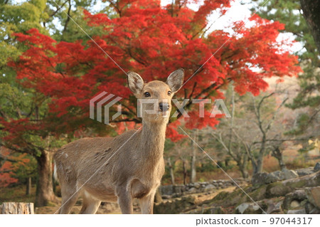 Red autumn leaves and deer in Nara Park Red autumn leaves and deer in Nara Park 97044317