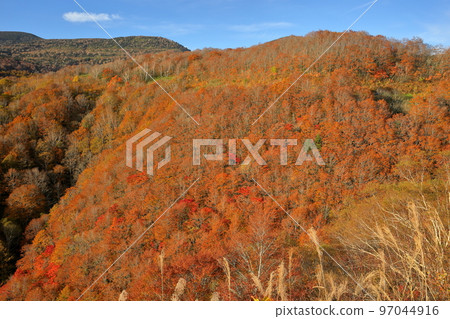 Inawashiro Town, Yama District, Fukushima Prefecture Autumn leaves viewed from the Bandai Azuma Skyline Kunimidai parking lot 97044916