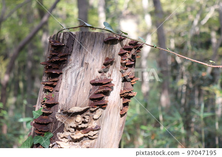 許多蘑菇生長在樹樁上 97047195