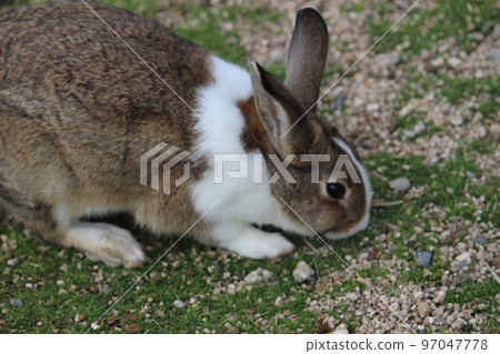 Rabbit Rabbit 97047778