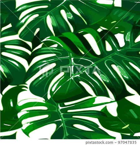 green monstera pattern white background. exotic... - Stock Illustration  [97047835] - PIXTA