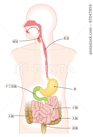 消化系統、食管、胃、十二指腸、胰腺、肝臟、口腔、鼻腔、大腸、小腸 消化系統、食管、胃、十二指腸、胰腺、肝臟、口腔、鼻腔、大腸、小腸 97047959