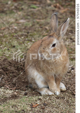 Rabbit Rabbit 97048016