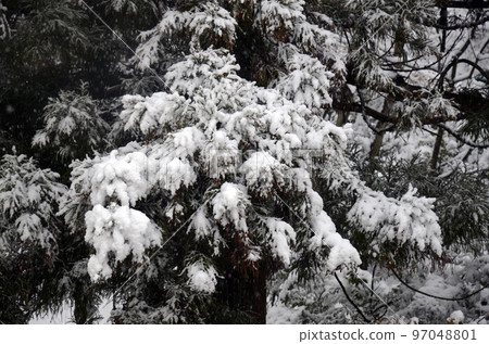 Snow-piled wood Snow-piled wood 97048801